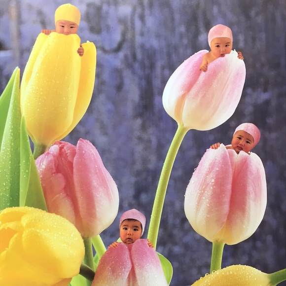 Anne Geddes Down in the Garden hardcover - Picture 8 of 9